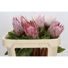 Protea Cynaroides
