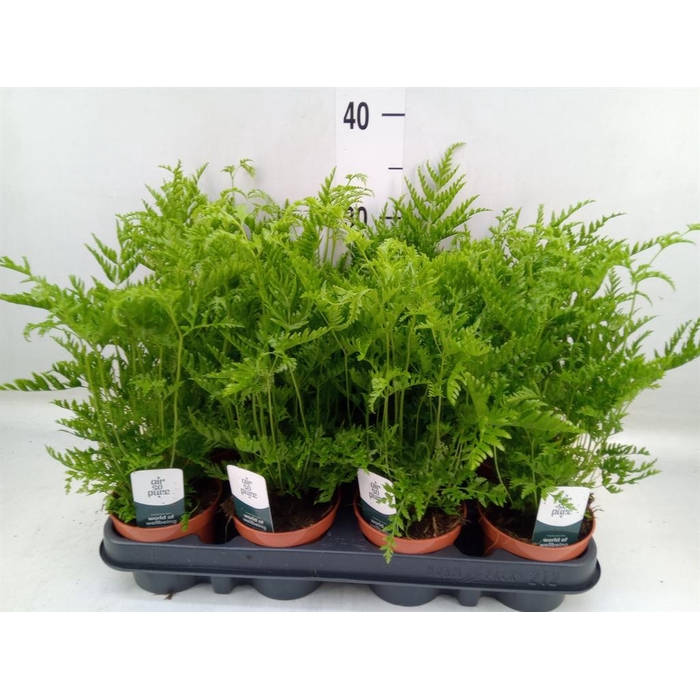 <h4>Pteris straminea</h4>