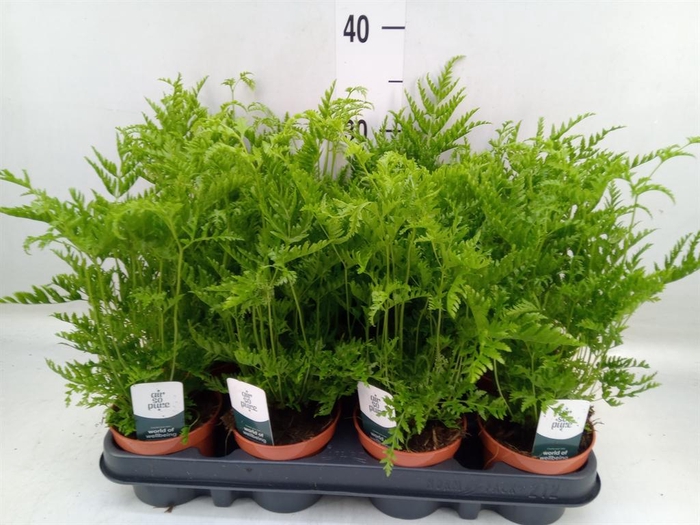 <h4>Pteris straminea</h4>