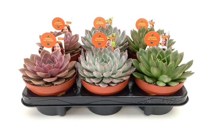 <h4>Echeveria gemengd</h4>
