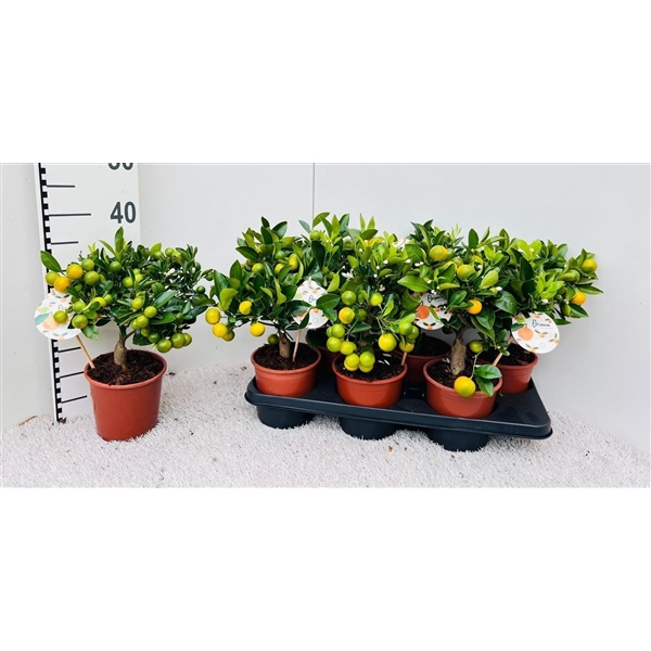 <h4>Citrus Calamondin medi-stem</h4>