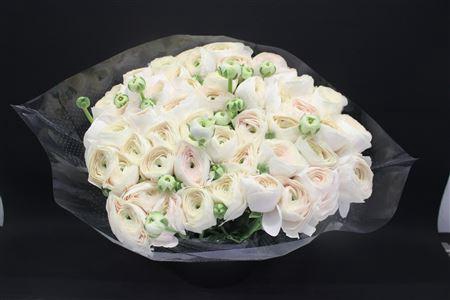 <h4>Cloni Super Hanoi Xxl</h4>