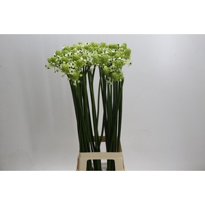 Ornithogalum Saundersiae