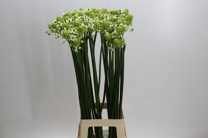 <h4>Ornithogalum Saundersiae</h4>