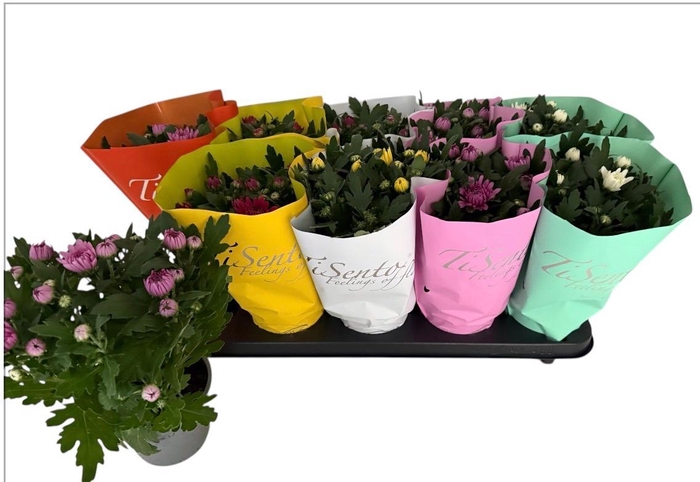 <h4>CHRYS GEVULDBL GEM</h4>