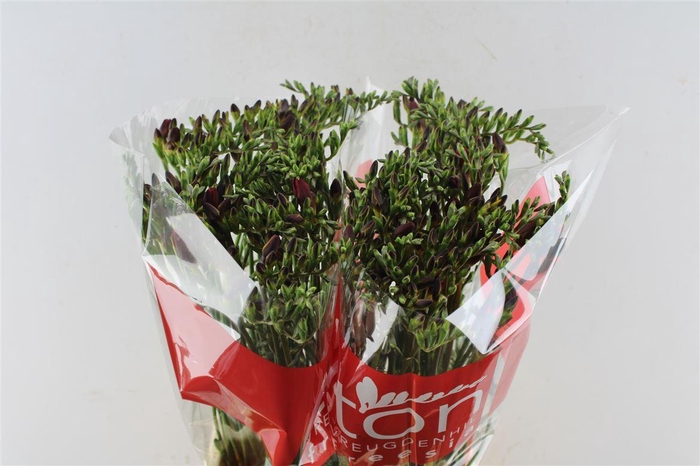 <h4>Fr En Red Baron</h4>