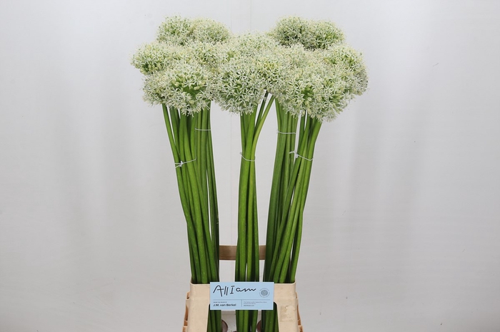 <h4>Allium White Giant</h4>