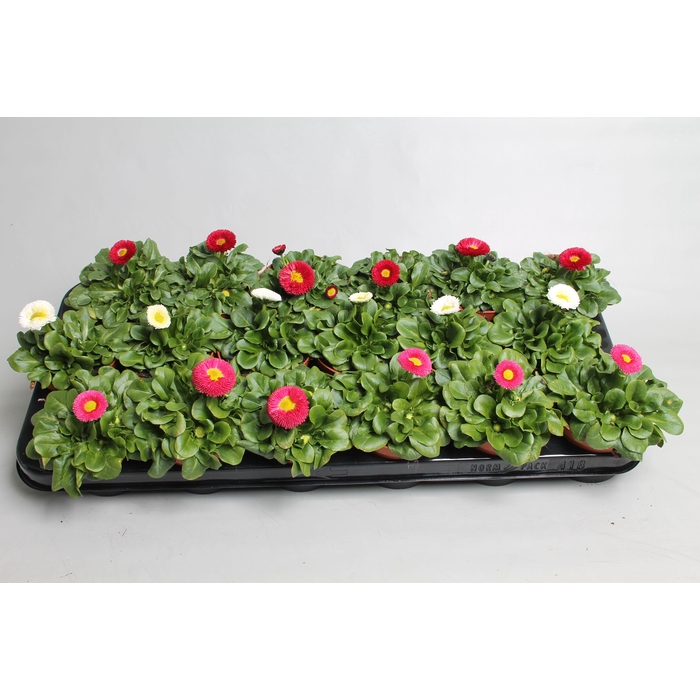 <h4>Bellis kleinbl. gemengde bak p9</h4>