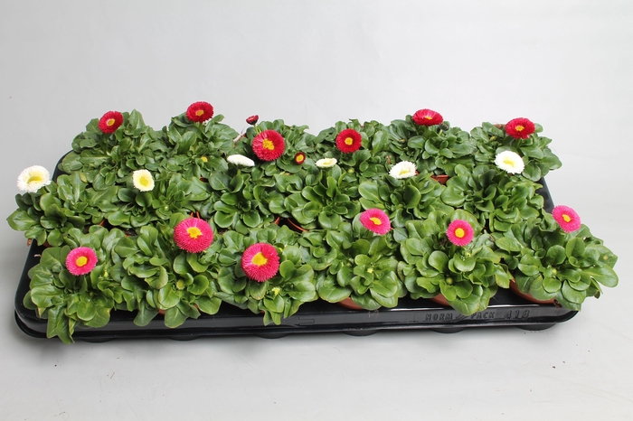 <h4>Bellis kleinbl. gemengde bak p9</h4>