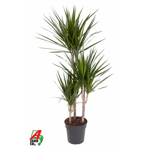 <h4>Dracaena Marginata 60-30-15</h4>