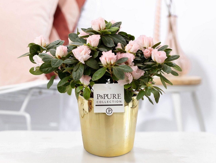 <h4>1st class Azalea pink in P&PURE Laryssa ceramics shiny gold</h4>