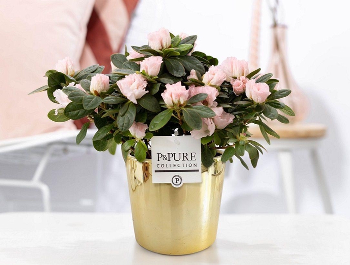 <h4>1st class Azalea pink in P&PURE Laryssa ceramics shiny gold</h4>