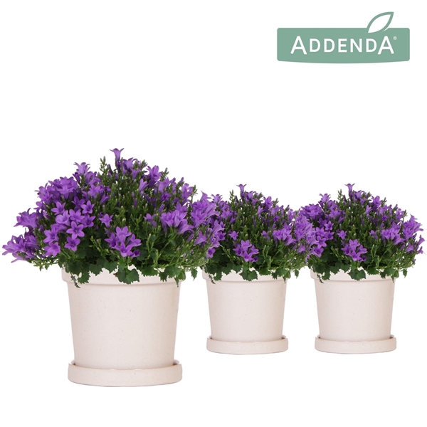 <h4>Campanula Addenda Ambella Intense purple in Flower pot sand</h4>