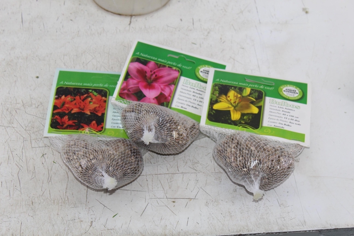 <h4>BULBOS DE FLORES NATURAIS</h4>