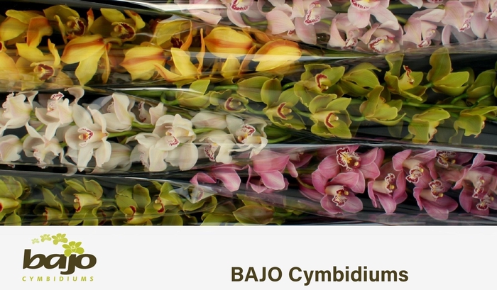 <h4>CYMB T GEM</h4>