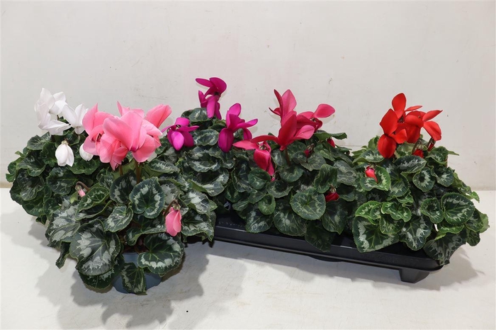 <h4>Cycl Gr Sup Xl</h4>