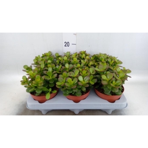 Crassula ovata 'Minor'