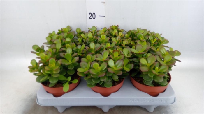 <h4>Crassula ovata 'Minor'</h4>