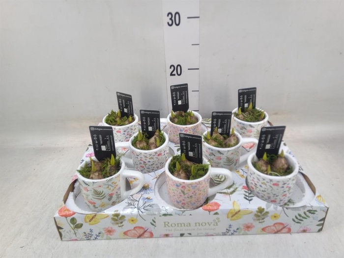 <h4>Arr. Muscari L%</h4>