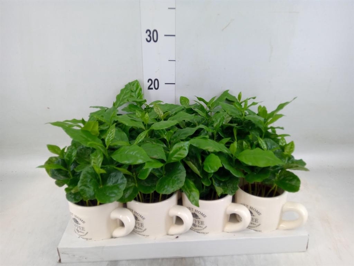 <h4>Coffea arabica</h4>