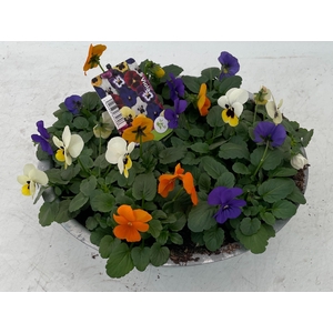 Viola (Cornuta Grp.) gemengd Blauw Geel Oranje
