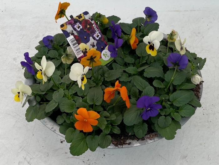 <h4>Viola (Cornuta Grp.) gemengd Blauw Geel Oranje</h4>