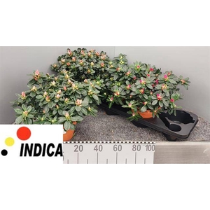.Rhododendron simsii grp gemengd 4 soorten