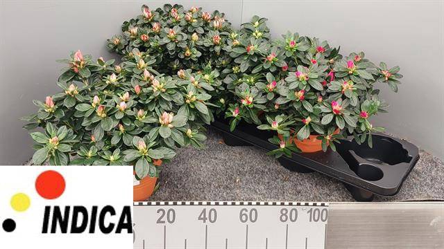 <h4>.Rhododendron simsii grp gemengd 4 soorten</h4>