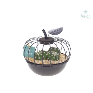 Metaal appel zwart Small met Cactus