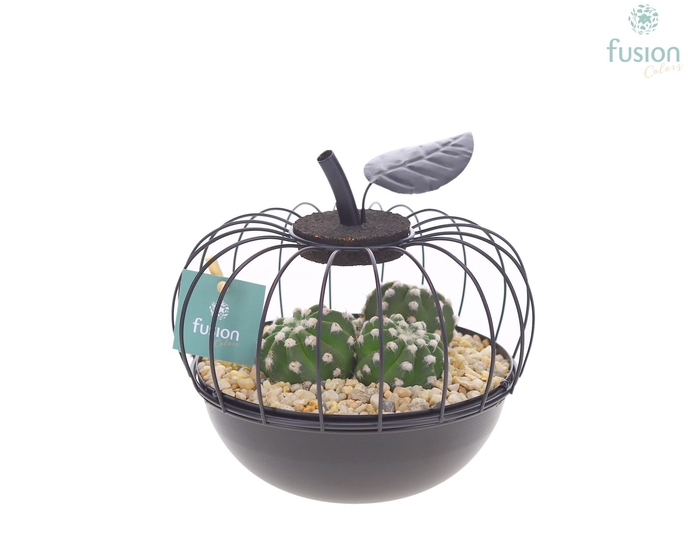 <h4>Metaal appel zwart Small met Cactus</h4>