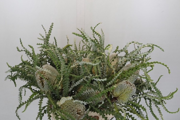 Banksia Speciosa