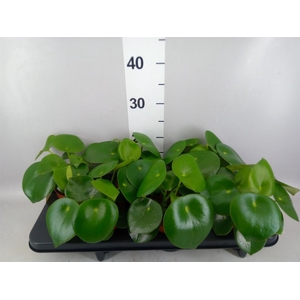 Peperomia polybotrya 'Raindrop'