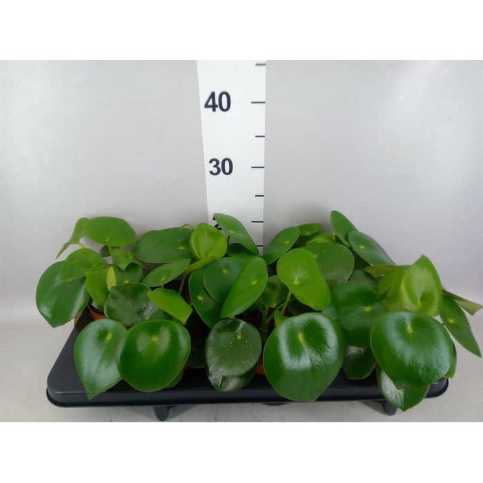 <h4>Peperomia polybotrya 'Raindrop'</h4>