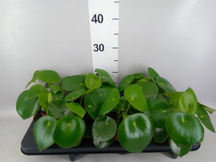 Peperomia polybotrya 'Raindrop'