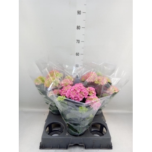 Hydrangea mac. 'Anda'