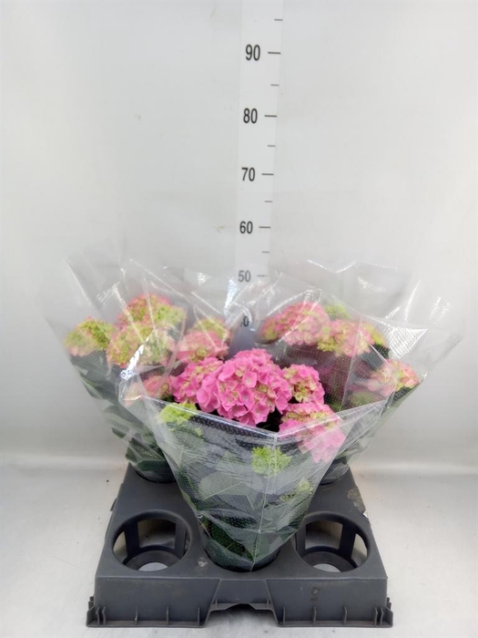 <h4>Hydrangea mac. 'Anda'</h4>