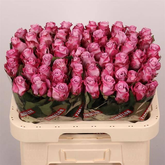 <h4>R GR MARITIM</h4>