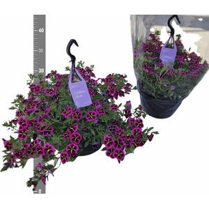 CALIB CA GD NIGH KIS