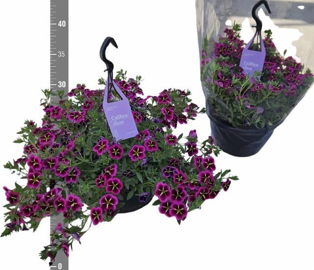 <h4>CALIB CA GD NIGH KIS</h4>