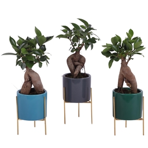 Ficus m. Ginseng Ongeënt Ø06cm in Ceramic Pot On Gold Frame Ø8cm