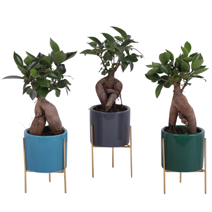 <h4>Ficus m. Ginseng Ongeënt Ø06cm in Ceramic Pot On Gold Frame Ø8cm</h4>