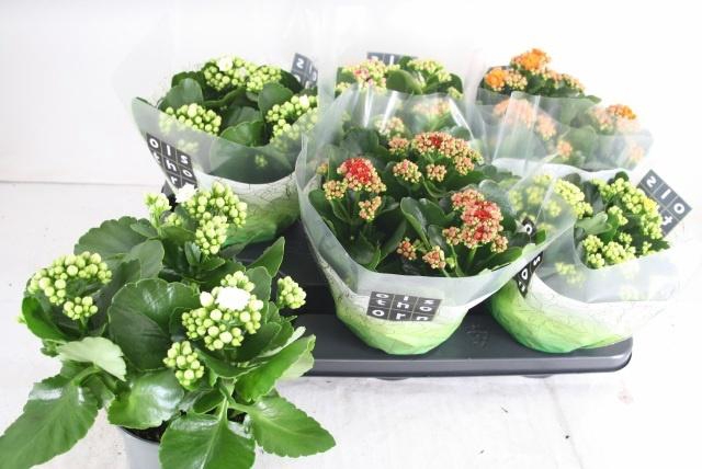 <h4>KAL GE GEM 5 KL</h4>