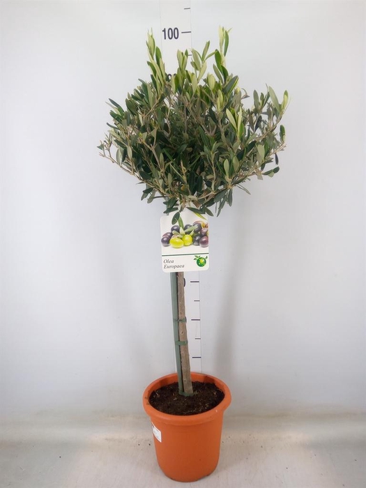 <h4>Olea europaea</h4>