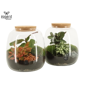 90424: Terrarium arrangement
