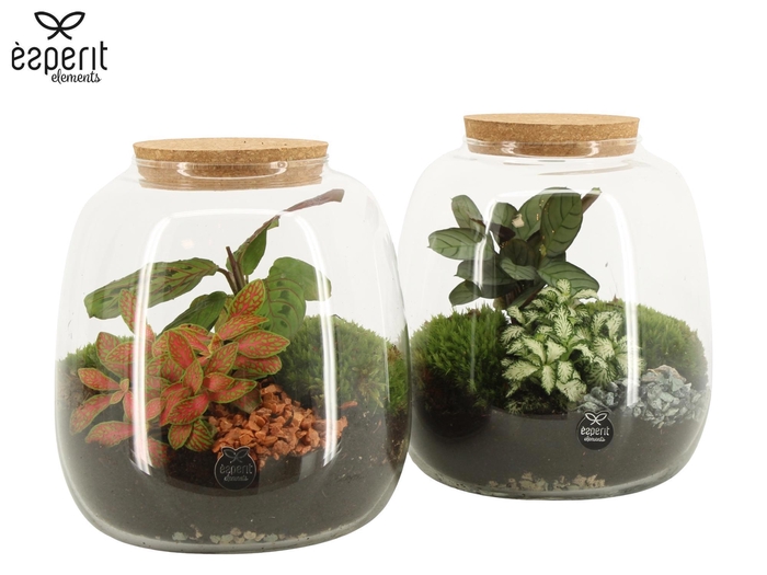 <h4>90424: Terrarium arrangement</h4>