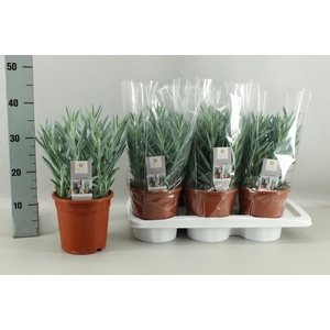 CURIO FIC MT EVEREST