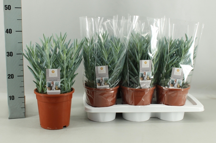 <h4>CURIO FIC MT EVEREST</h4>