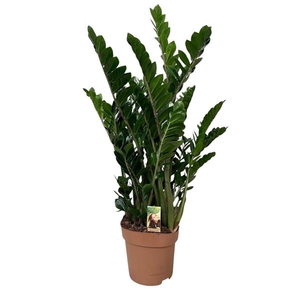 Zamioculcas 12+ veren - hoogte 110-120