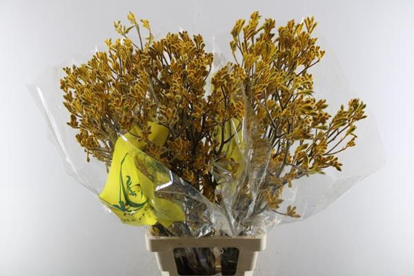 <h4>Anigoz Yellow Gem</h4>