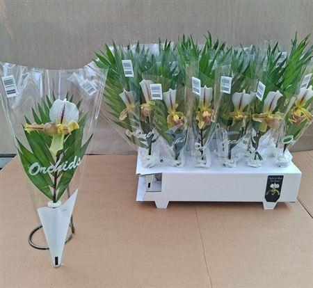 <h4>Paphio X Leeanum</h4>